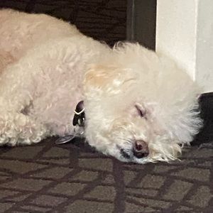 Meet your Posher, Luna